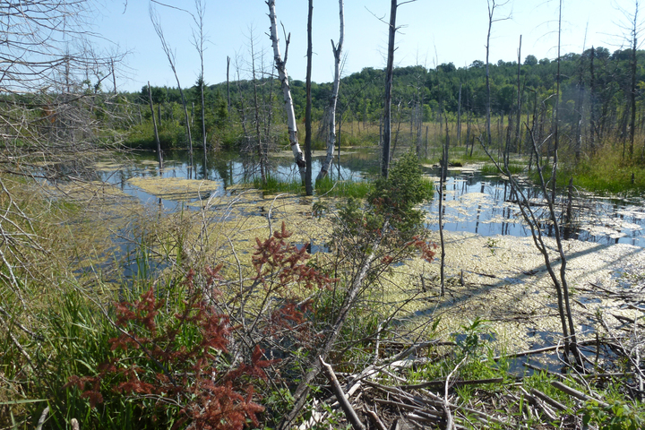 forests and wetlands